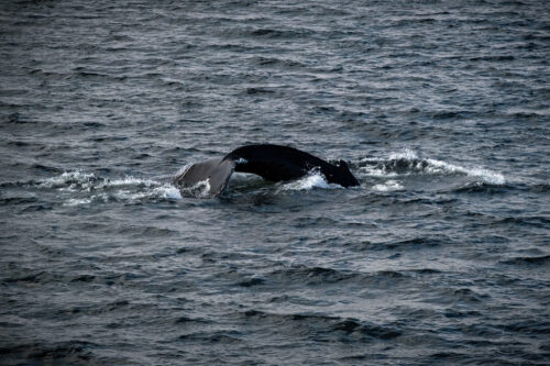 Whale Watching