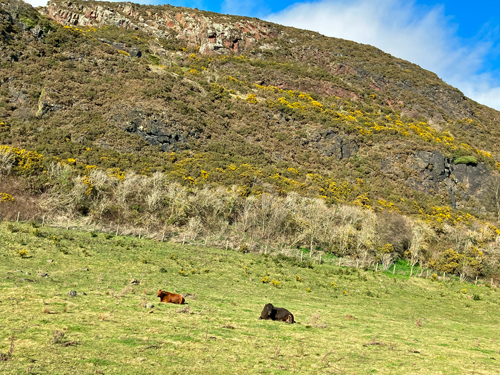 Coos-behind-Arthurs-Seat