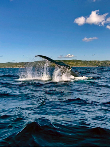 Newfoundland Whale watching