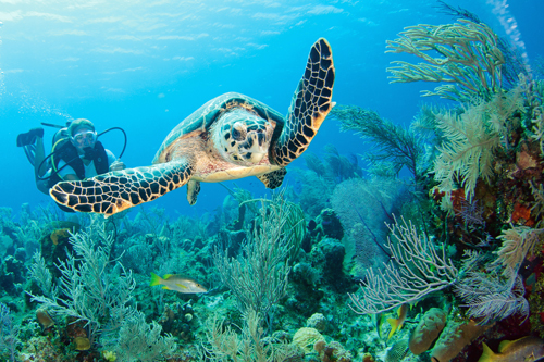 Grand Cayman scuba with turtle